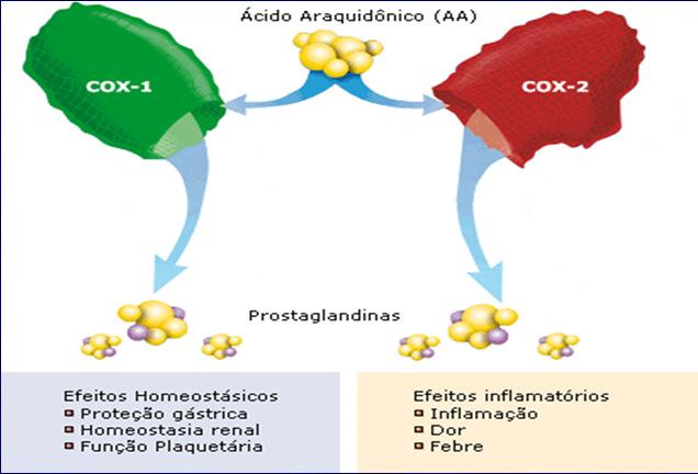 Prostaglandina Sintase PGE2 PGF2α PGD2 COX 1