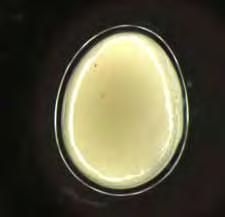 MATERIAL E MÉTODOS 12 4.10 - Coleta dos ovos Após a fertilização todos os ovos coletados foram individualizados em frascos devidamente identificados.