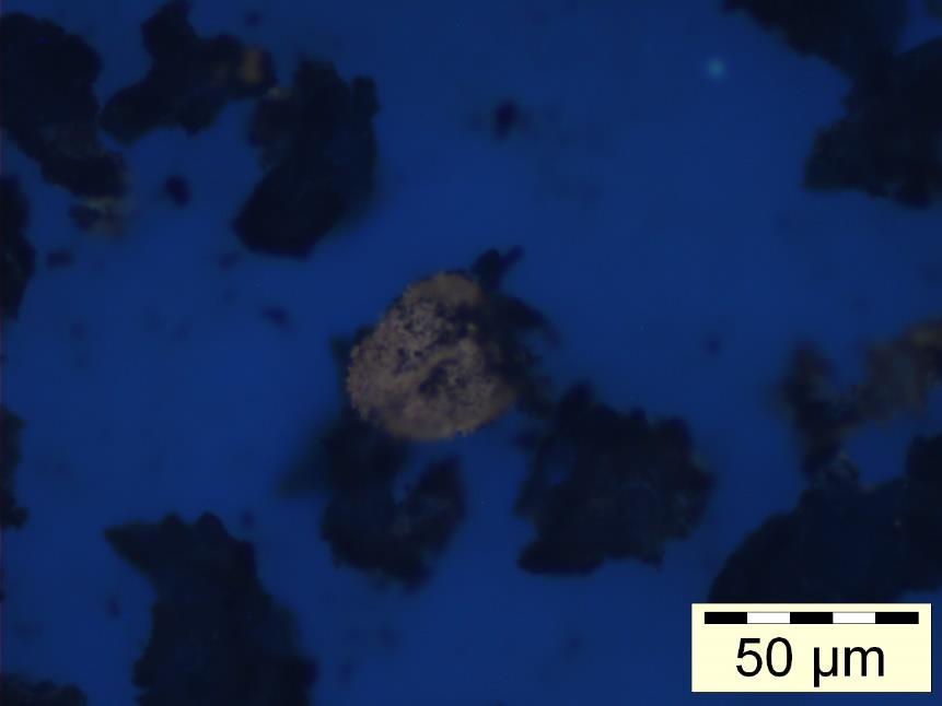 Fig. 6.3 Fluorescência de um esporo observado na amostra M-25. Fig. 6.4 Fluorescência de um palinomorfo observado na amostra M-30.
