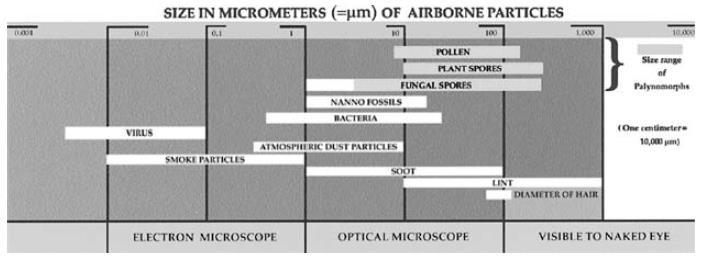 4.2 Palinomorfos O conceito de palinomorfos inclui os microrganismos, fósseis ou contemporâneos, cuja parede orgânica é composta por esporopolenina, quitina ou pseudoquitina, com dimensões médias