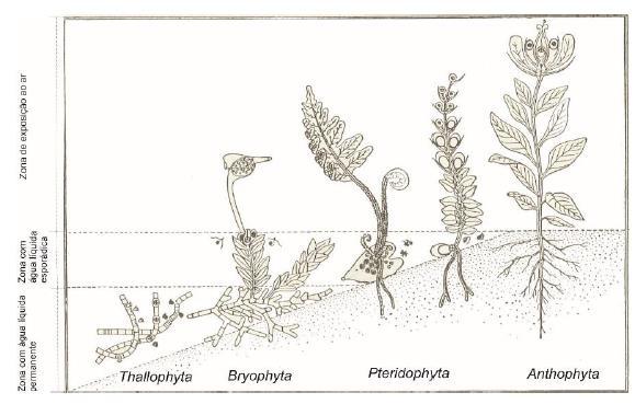 plantas terrestres que sobreviveram ao novo ambiente, mais concretamente as plantas hepáticas (Wellman, 2003 in Traverse, 2007). Fig. 4.