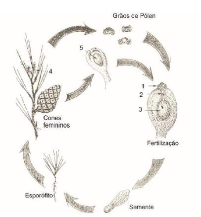 diferenciação de sementes com fruto, nas angiospérmicas que lhes conferiu melhores condições adaptativas e consequente sucesso na colonização de múltiplos ambientes na Terra.