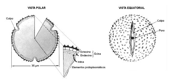 O exterior da exina é constituído por uma camada base e projeções muito diferenciadas, importantes para a classificação dos pólenes (Fig. 4.