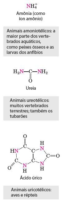 O destino do Glu no hepatócito A ação conjunta das transaminases (T) e da glutamato desidrogenase (GD) permite canalizar o nitrogênio da maioria dos