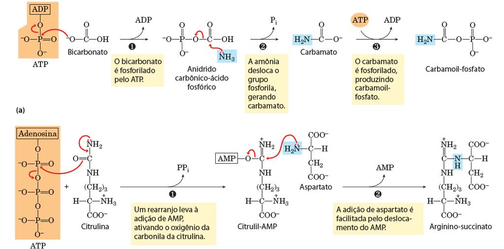 As reações de ativação Uso de ATP para ativar intermediários do