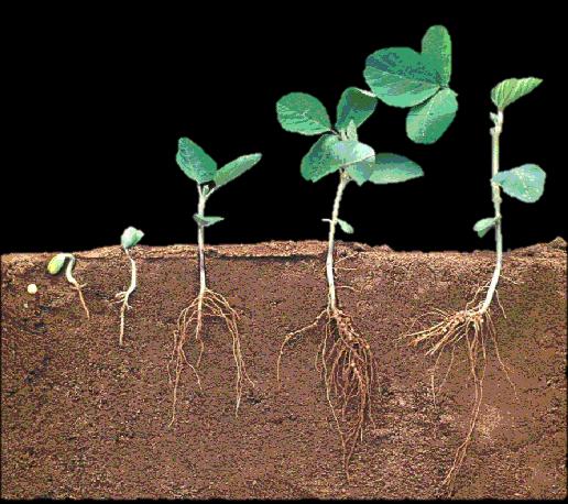 Profundidade Momento crítico de infecção Fusarium