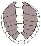 identificação das cinco (5) tartarugas