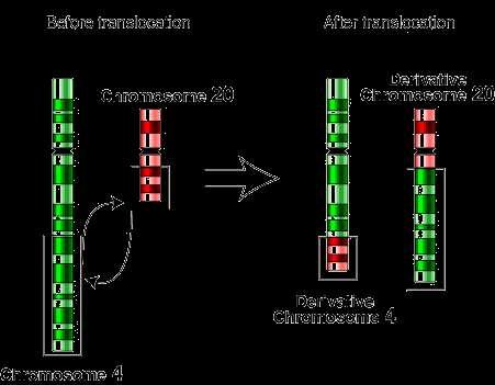Translocação: transferência de segmentos de um cromossomo para outro (geralmente