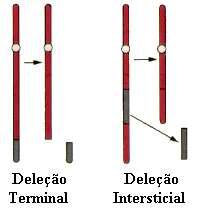 Deleção: perda de segmentos cromossômicos (efeitos dependem da