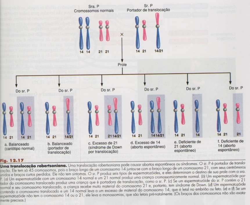 Translocação