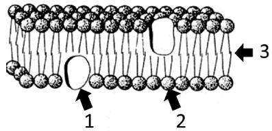 MEMBRANA PLASMÁTICA Lista I 25 Questões Professor Charles Reis Curso Expoente Questão 01 - (UERJ/2018) A composição assimétrica da membrana plasmática possibilita alguns processos fundamentais para o