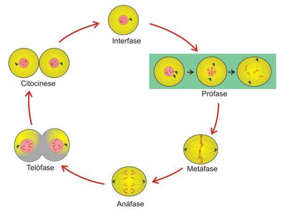 Formação dos Microtúbulos Tecidos em crescimento Microtúbulo Tubulina Herbicida Inibe a