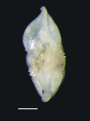 7-9: Globorotalia truncatulinoides d Orbigny (1839); 10-12: Globorotalia