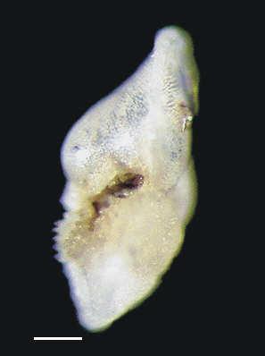 (1877); 4-6: Globorotalia scitula Brady