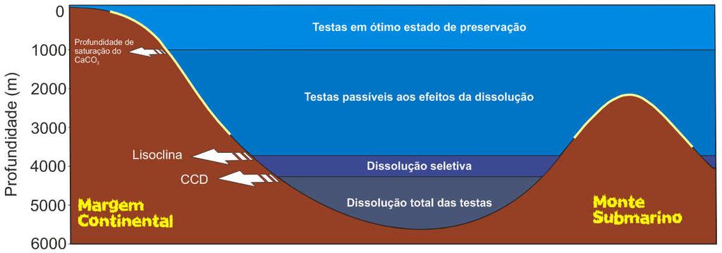 temperatura nas águas profundas sobre a calcita, a qual gradualmente se torna mais solúvel (Figura 2).