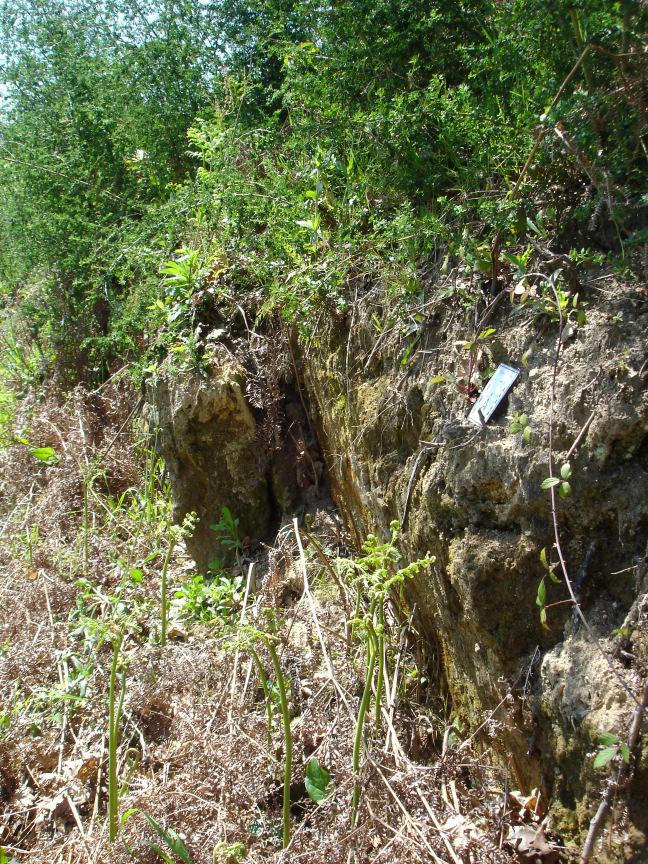 5 cloritizada. Os encraves, sobretudo microgranulares máficos, também são abundantes e foram detectados em toda a área da Quinta Campos Lima.