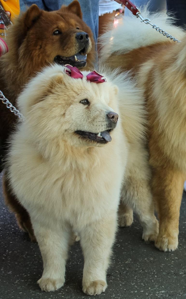 PARADA PET UM GRANDE ENCONTRO PARA OS PETS E SEUS DONOS Na sua primeira edição, o PARADA PET contou com a presença de milhares de pessoas no evento e que, ao longo do dia, aproveitaram todas as