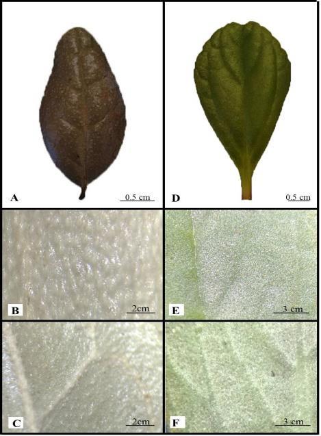 8 FIGURA 1. A-B-C: Peumus boldus MOLINA. D-E-F: Plectranthus ornatus CODD. A. FOLHA ISOLADA EVIDENCIANDO SUAS CARACTERÍSTICAS. B. DETALHE DA SUPERFÍCIE DO LIMBO, FACE ADAXIAL. C. FACE ABAXIAL.