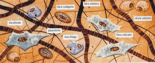 Locais em que encontramos as fibras: Fibras Colágenas Fibras Elásticas Existem