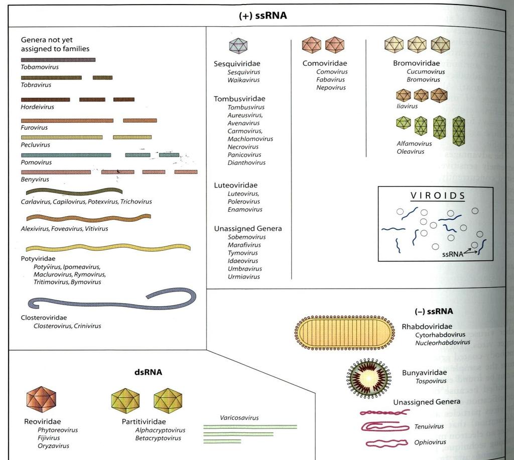 FORMAS E DIMENSÕES DOS VÍRUS DE PLANTAS ~1000 vírus de plantas descritos 76,6%