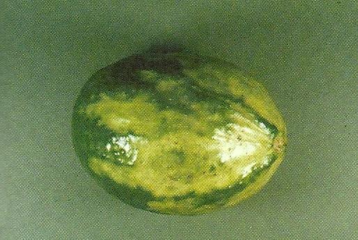 Avocado sunblotch viroid