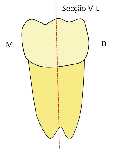 60 Uma análise qualitativa foi realizada sobre as imagens do esmalte e da dentina em três dimensões obtidas pela MFA. 4.