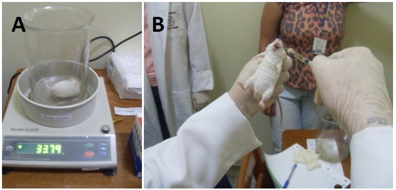 _ causados sulfato de ferro utilizado o teste micronúcleo em células da medula óssea de camundongos, para averiguar a eficácia metodológica a ser aplicada em pesquisas de toxidade e mutagênicidade de