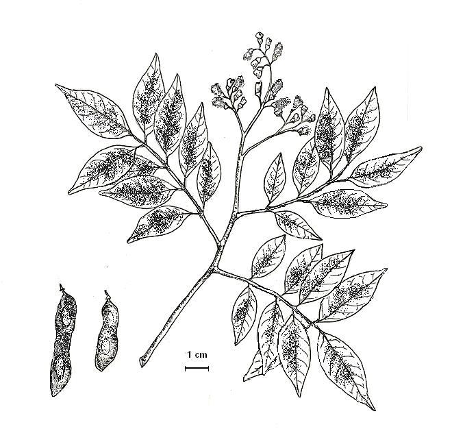 Erythrina cristagalli (corticeira-do-banhado) Erythrina falcata