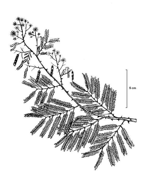 Inga sessilis (ingá-ferradura) Inga vera