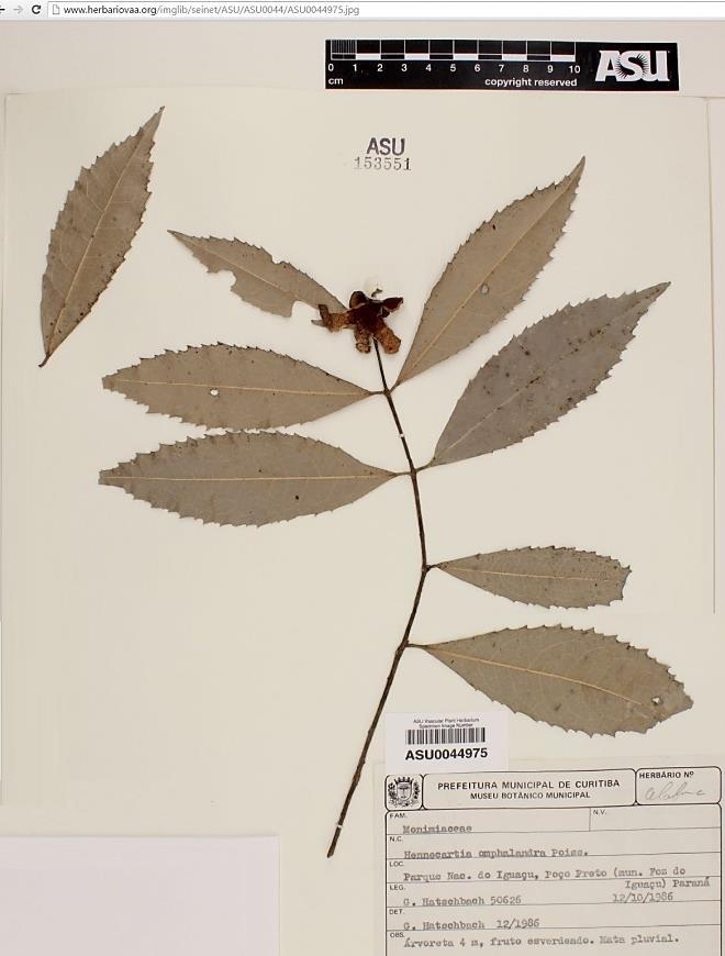 MELIACEAE Guarea macrophylla (pau-de-arco) MELIACEAE Trichilia claussenii