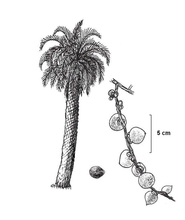 calva (caixeta) ARECACEAE Bactris