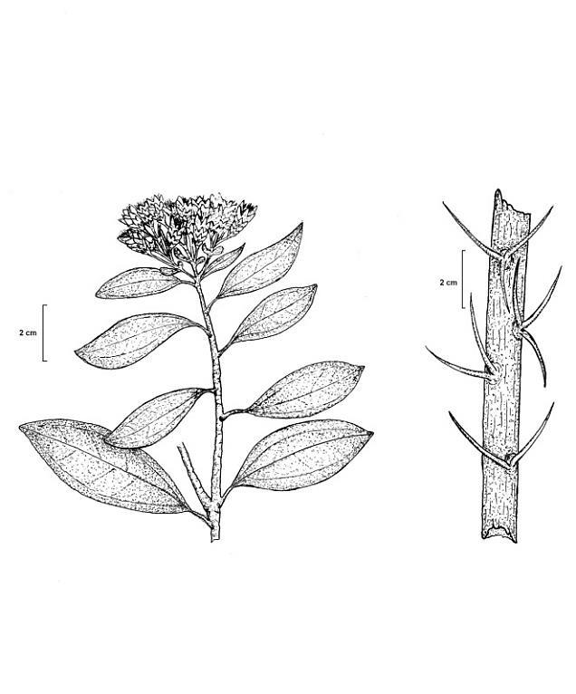 ASTERACEAE Dasyphyllum brasiliense (sucará) ASTERACEAE Gochnatia polymorpha (cambará)
