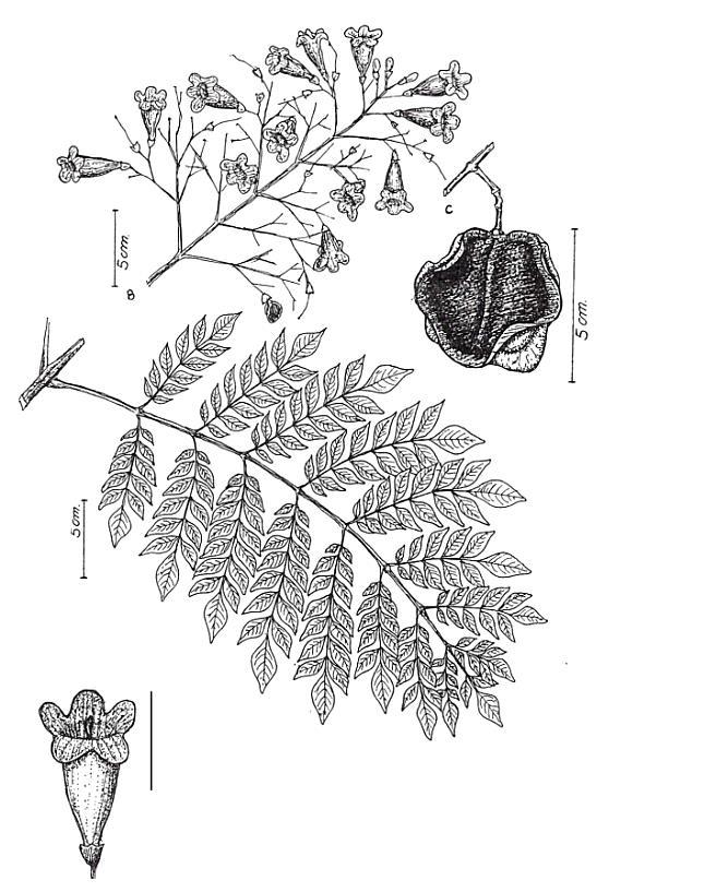 BIGNONIACEAE Jacaranda micrantha