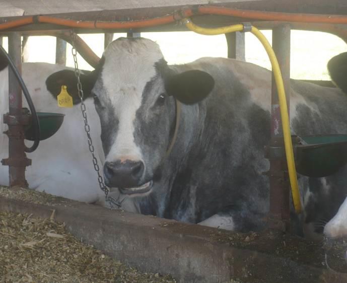 Meta em produção por vaca Alta