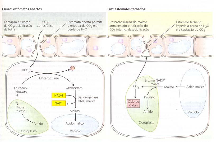 Plantas C 4 : 250 moléculas de H 2 O perdidas por cada molécula de CO 2 fixada (etapa fotoquímica e bioquímica da fotossíntese em lugares diferentes).