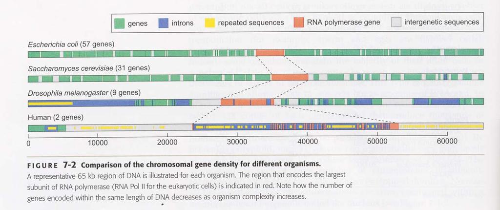 O tamanho dos genomas vs a complexidade dos organismos Fragmento de 65 Kb Eucariotos: - aumento da