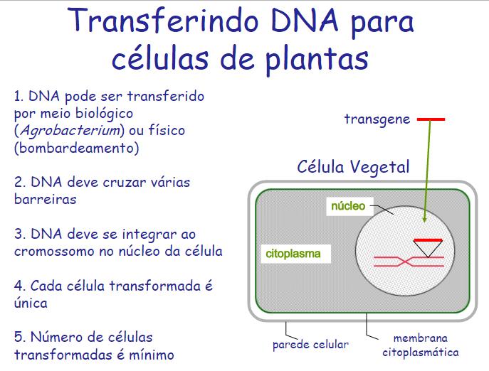 OGM X Transgênico OGM Organismo Geneticamente Modificado Sofreu mudança artificial no seu genoma mediante engenharia genética.
