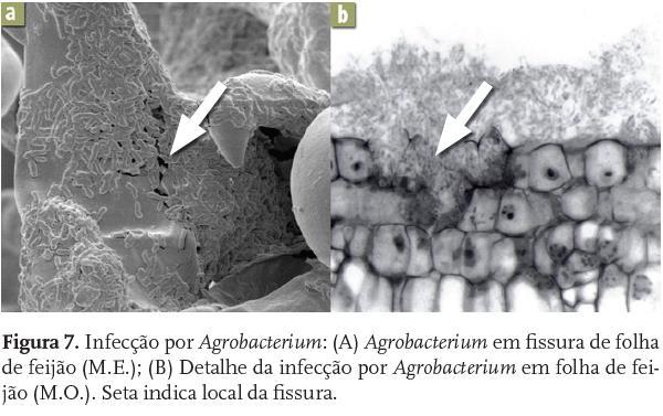 Agrobacterium spp.