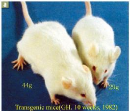 Transformação genética de animais 1) Microinjeção pronuclear de genes em óvulos fertilizados 2) Injeção de células embrionárias modificadas em blastoceles Espermatotransgênese Transferência gênica em
