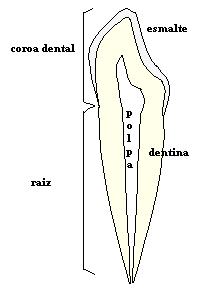 Estudo preliminar de RPE em banda-k de esmalte dental e hidroxiapatita sintética irradiados 26 contribuem no sentido de acelerar os processos de dissolução da estrutura evidenciados nas cáries