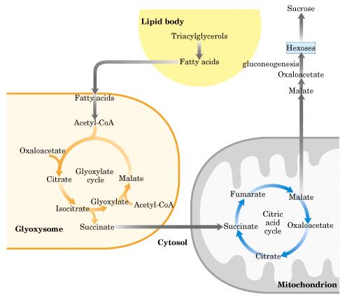 AGs Oleossomo TAGs AGs Gliconeogênese Sacarose Hexoses Oxaloacetato Malato Acetil-CoA Ciclo do Glioxilato Oxaloacetato Citrato