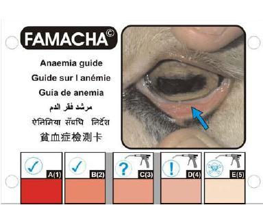 22 Fonte: Neves et al. (2008) Figura 1 - Cartão FAMACHA em formato reduzido usado para diagnóstico de anemia clínica causada por Haemonchus contortus.