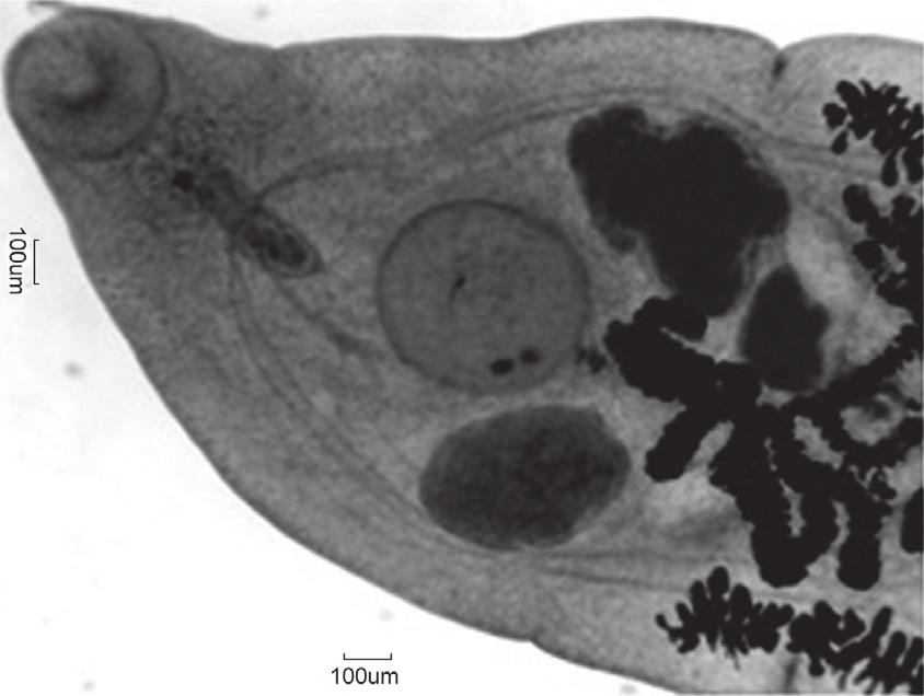 2 CLASSE TREMATODA No Brasil, três gêneros de trematódeos foram registrados em ovinos: Paramphistomum, parasita do rumem; Eurytrema (Figura 41), parasita de canais pancreáticos; e Fasciola, parasita