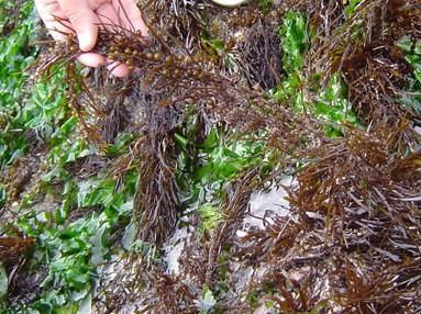 sésseis e outros herbívoros das algas. Figura 1 Alguns dos organismos sésseis encontrados nos costões rochosos.