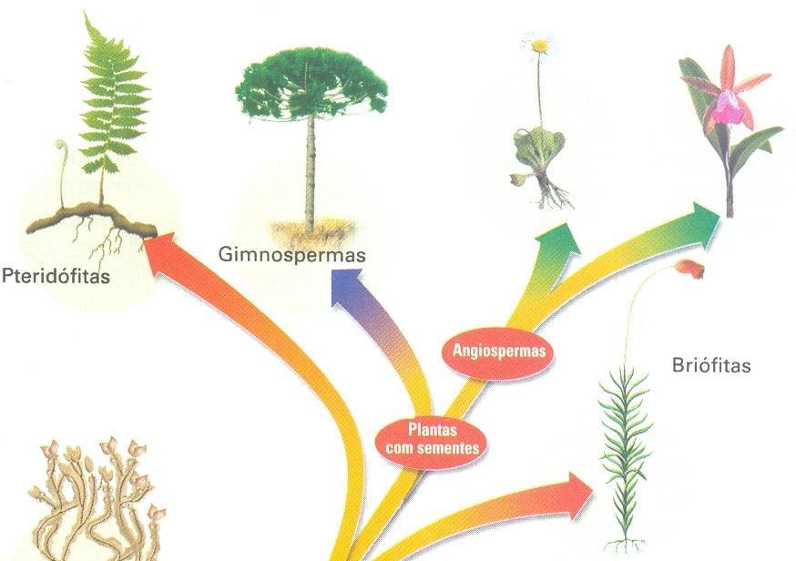 21/04/2014 Evolução dos vegetais EVOLUÇÃO DAS PLANTAS Relembrando as características do