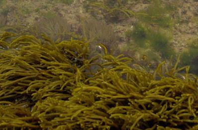 Eucariontes/unicelulares/autótrofas; Closterium, alga clorófita Reino Plantae ou Metaphyta ou Vegetal: Clorofíceas ou algas verdes, Rodofíceas ou algas vermelhas, Feofíceas ou algas pardas.