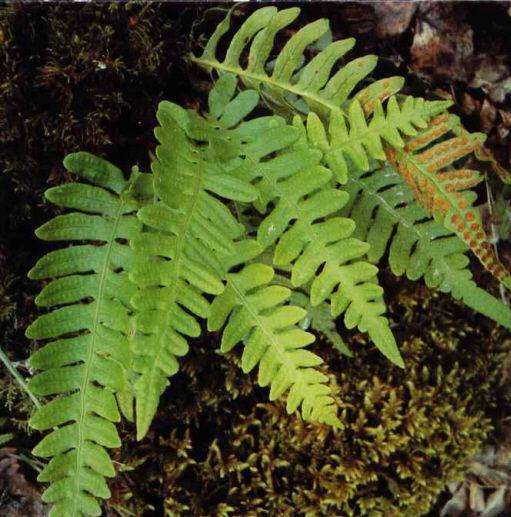 Foram as primeiras plantas que ocuparam o