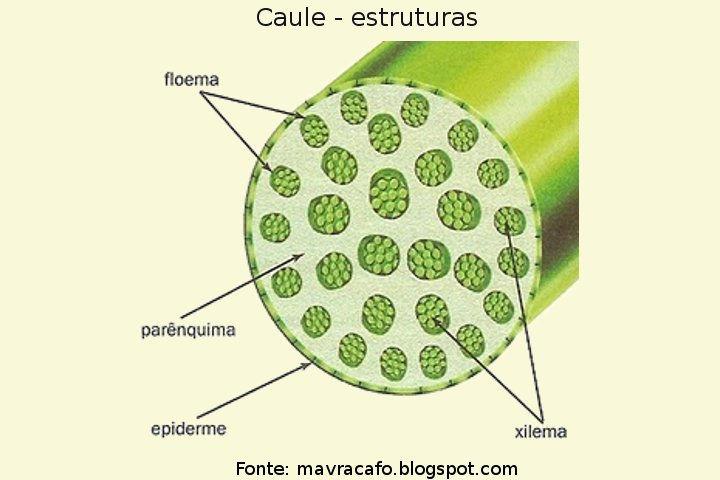 Diferenças básicas entre dicotiledôneas e