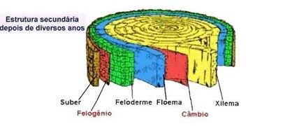 presente Câmbio ausente Crescimento secundário em