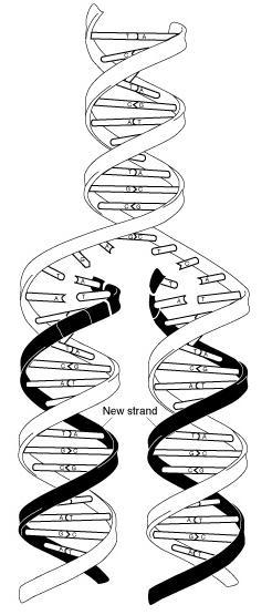 Replicação do DNA rocesso pelo qual se obtêm réplicas do DNA e que ocorre antes da divisão celular.